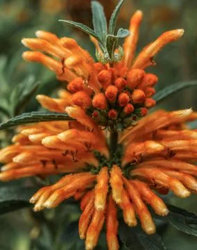 Lion's Tail bloom Stock Photos