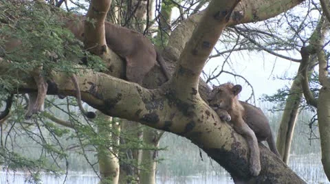 Lions in a tree Stock Footage 22259069