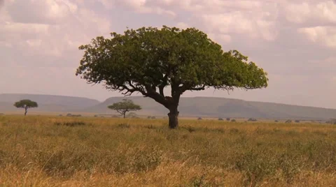 Lions in a tree Stock Footage 33778182