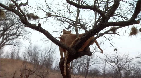 Lions In A Tree 스톡 동영상 47375682