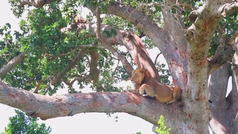 Lions in tree 動画素材 180598787