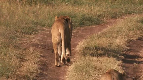Lions walk through 2 Video stock 22262816