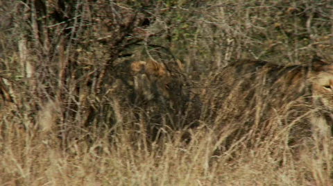 Lions Walking Видео 510344