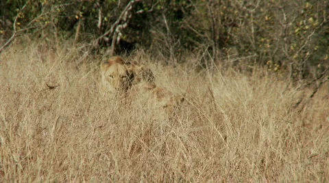 Lions Walking 库存影片 510990