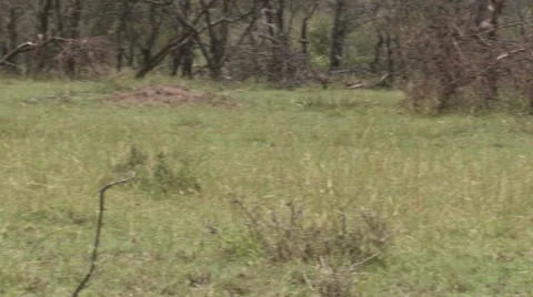 Lions walking Stock Footage 12652407