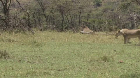 Lions walking Stock Footage 12652425