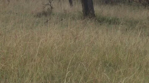 Lions walking Stock Footage 12656216