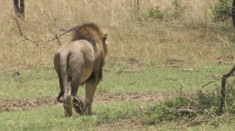 Lions walking Video stock 12657765