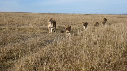Lions walking Stock Footage 108692377