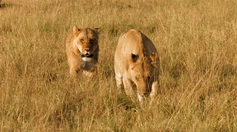 Lions walking in grass, Masai Mara National Park, Kenya Stock Footage