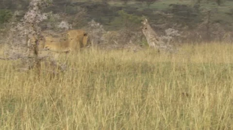 Lions walking, sniffing, standing, looking Stock Footage 12656667