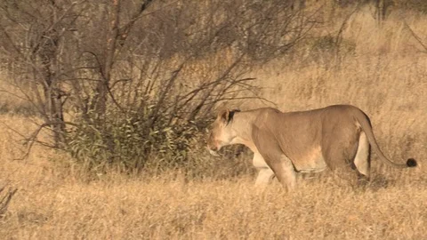 Lions walking through bush Stock Footage 105332123