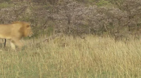 Lions walking through grass Stock Footage 12656519