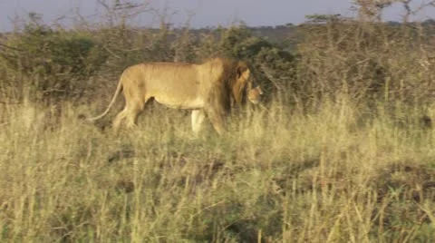 Lions walking through grass Video stock 12656538