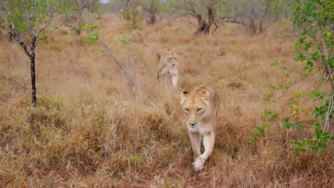 Lions Walking Towards The Camera Stock Footage 236956998