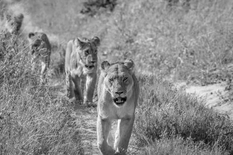Lions walking towards the camera. Stock Photos