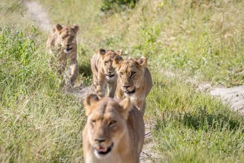 Lions walking towards the camera. Stock Photos