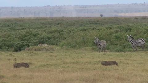 LIONS WATCH ZEBRA 動画素材 34962057