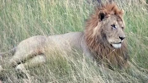 Lions in the wild Stock Footage 86107723