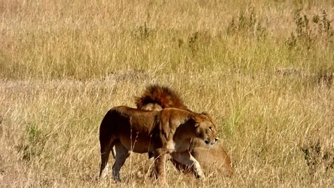 Lions in the wild Stock Footage 86107738