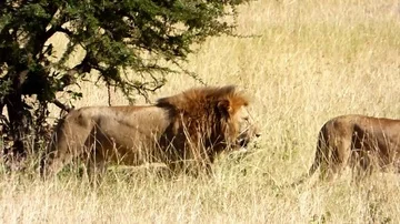 Lions in the wild Stock Footage 86108104