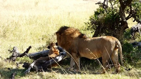 Lions in the wild Stock Footage 86108229