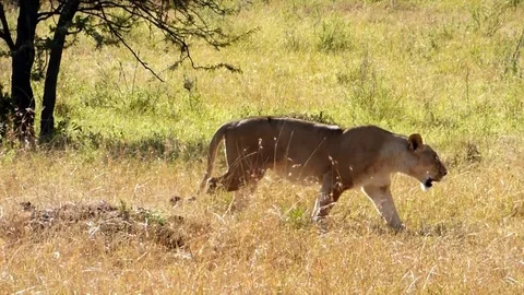 Lions in the wild Stock Footage 86108554