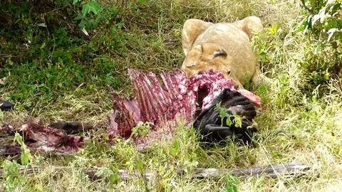Lions in the wild Stock Footage 86108603