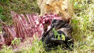 Lions in the wild Stock Footage 86108912