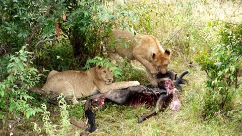 Lions in the wild Stock Footage 86109203