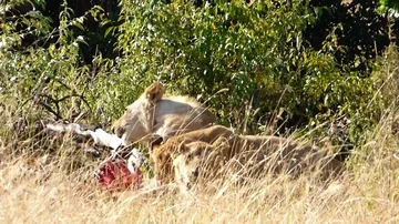 Lions in the wild Stock Footage 86109426