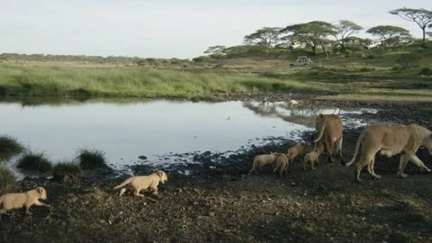 Lions in Wild Stock Footage 200853940