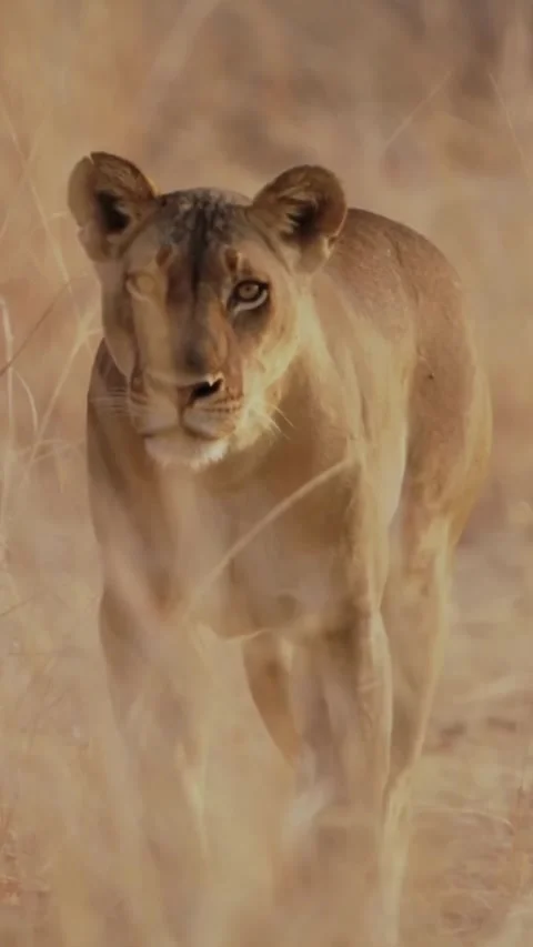 Lions in the wild Stock Footage 317974254