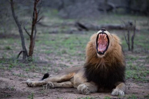 Lions in the wild - Panthera Leo Stock Photos