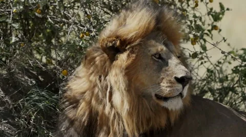 LIONS WIND BLOWN MANE 動画素材 48812223