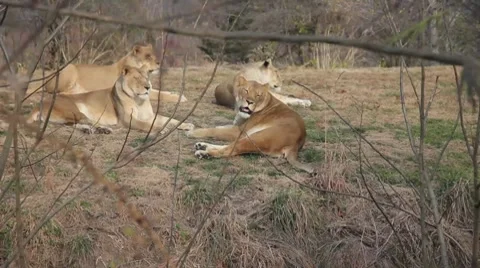 Lions Yawning Video stock 7178271