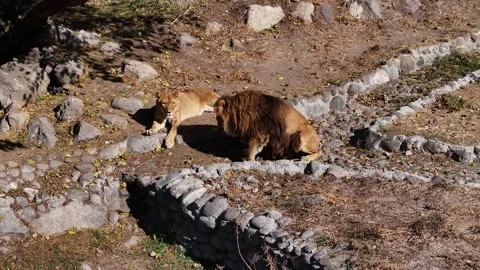 Lions in the zoo 3 Vidéo 335833000
