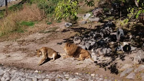 Lions in the zoo 5 Video stock 335833052