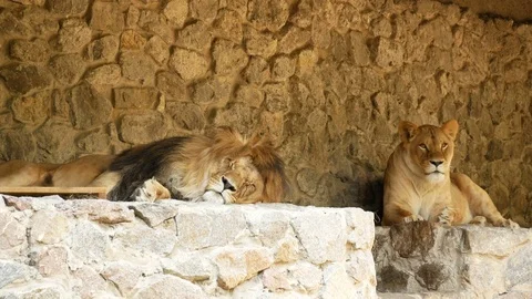 Lions at the zoo. Stock Footage 80221466