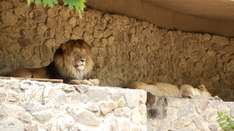 Lions at the zoo. Stock Footage 80283123