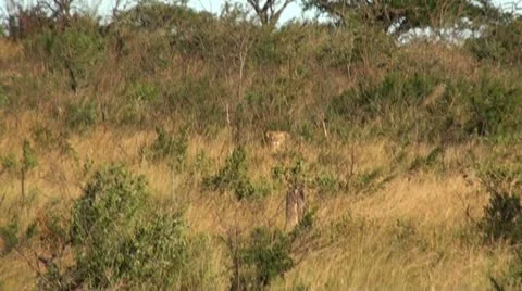 Lions1 Stock Footage 11136197