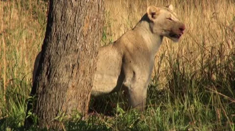 Lions10 Stock Footage 11136348