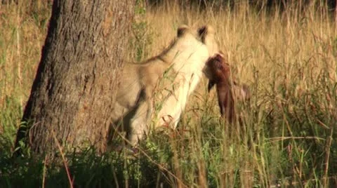 Lions11 Stock Footage 11136352