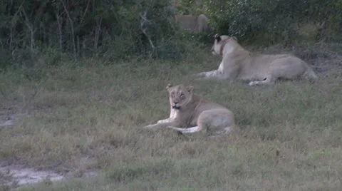 Lions3 Stock Footage 11136222