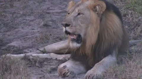 Lions4 Stock Footage 11136246