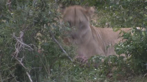 Lions5 Stock Footage 11136283