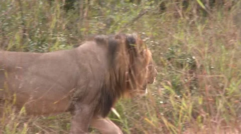 Lions6 Stock Footage 11136289