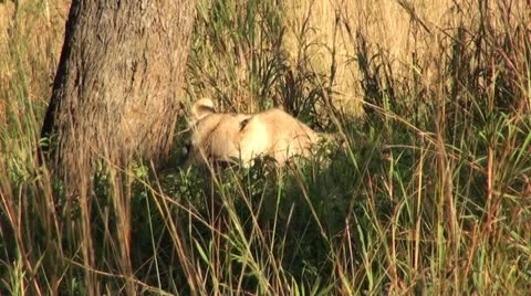 Lions7 Stock Footage 11136309