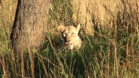 Lions8 Stock Footage 11136340