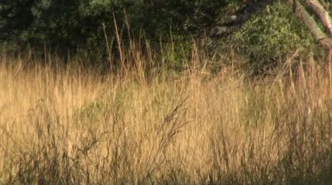 Lions9 Stock Footage 11136345